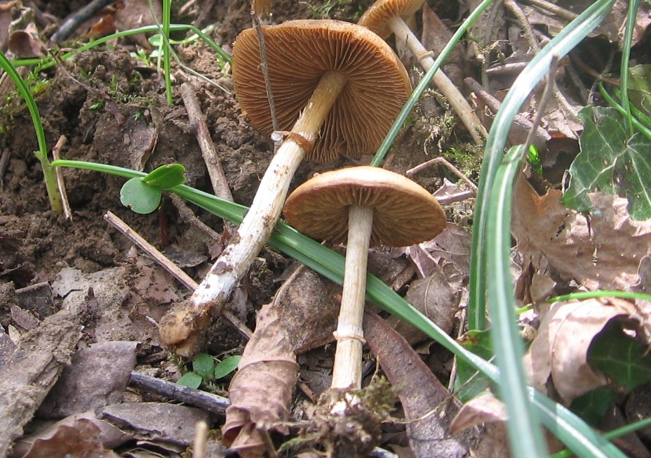 Agrocybe praecox?